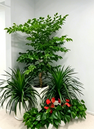 宁波花木租用费用-江北绿植租摆服务商-北仑室内植物租赁-海曙花木租赁收益